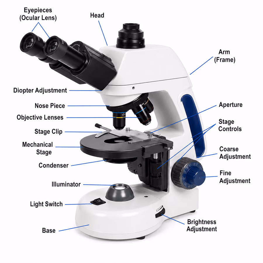 Compound Microscope